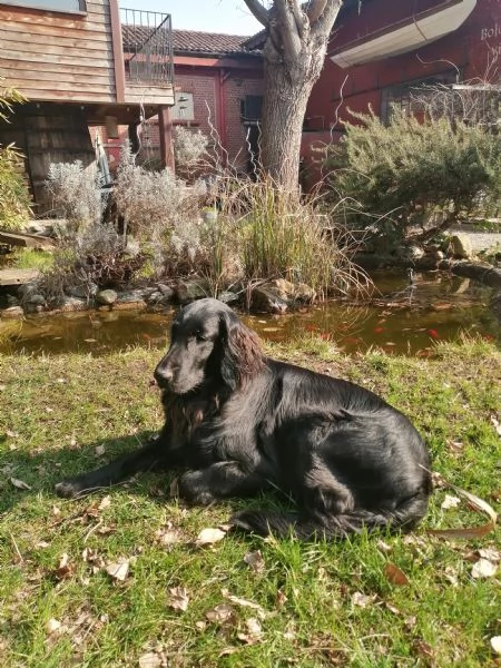 FLAT COATED RETRIEVER CEDESI | Foto 2