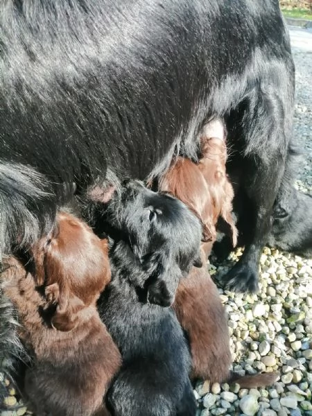 FLAT COATED RETRIEVER CEDESI | Foto 1