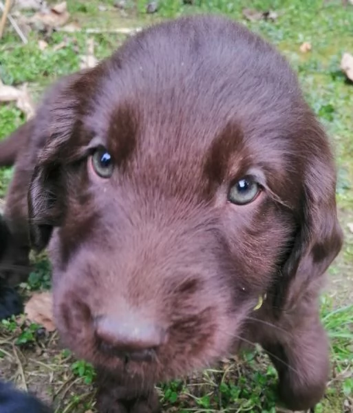 FLAT COATED RETRIEVER CEDESI | Foto 0