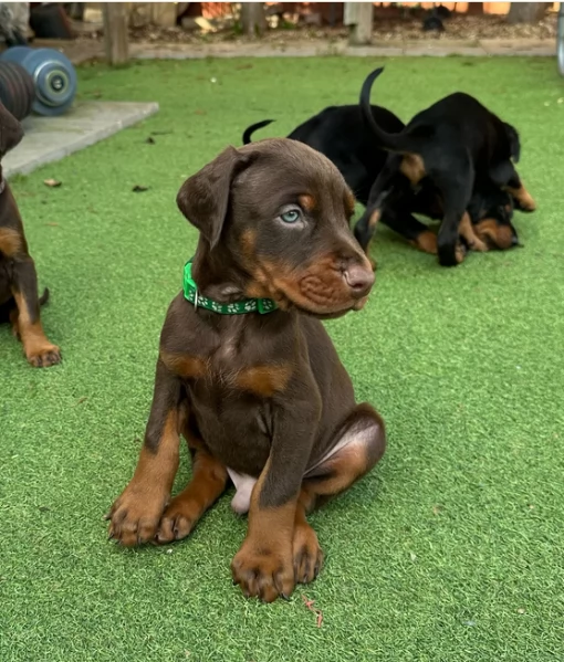 Cucciolo di Dobermann ciocolato