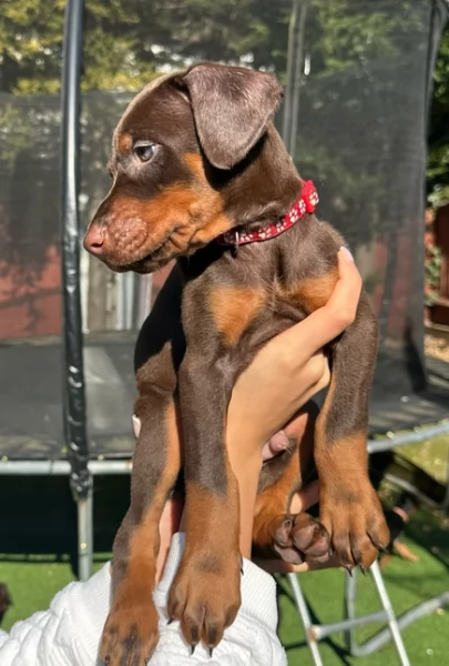 Cucciolo di Dobermann ciocolato | Foto 1