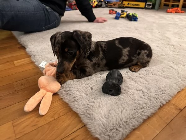 Bassotto nero Arlecchino 