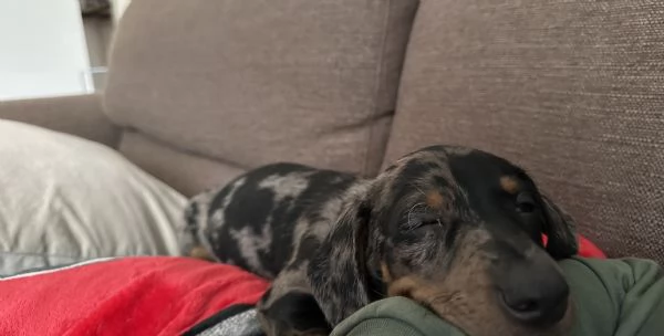 Bassotto nero Arlecchino  | Foto 1