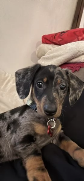 Bassotto nero Arlecchino  | Foto 0