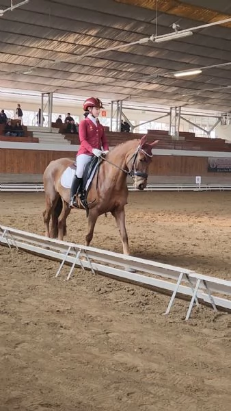 Pony da dressage  | Foto 0