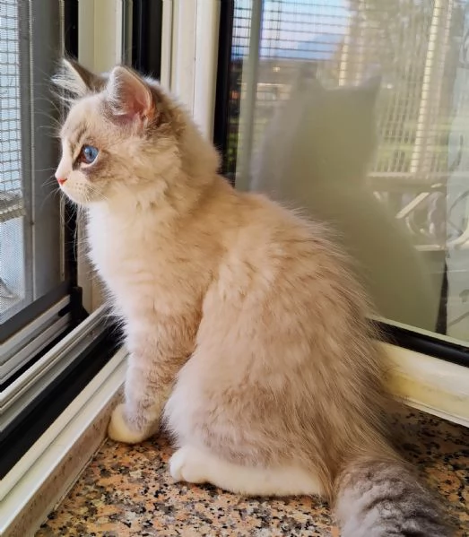 Cucciolo di gatto siberiano | Foto 1