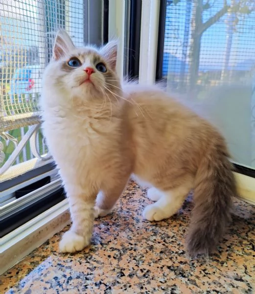 Cucciolo di gatto siberiano