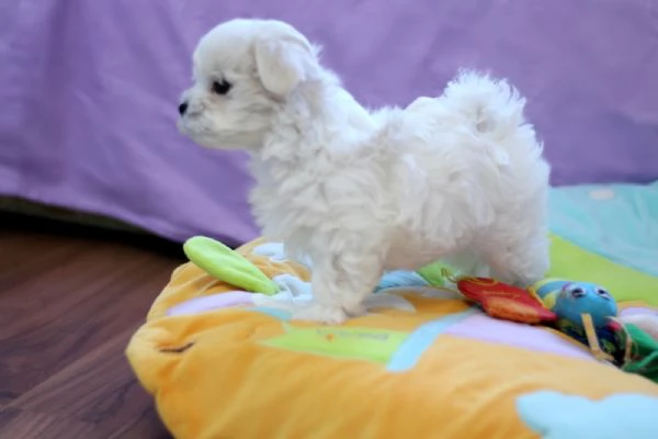 Due cuccioli Maltese | Foto 0