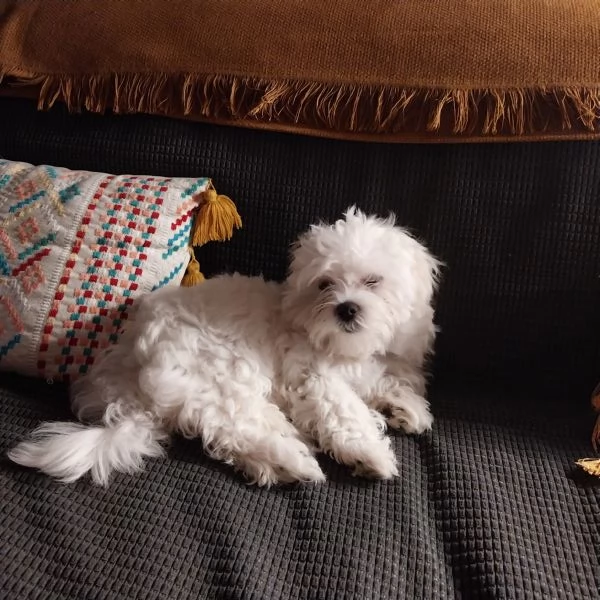 Vendo cucciolo maltese
