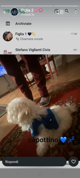 Vendo cucciolo maltese | Foto 2