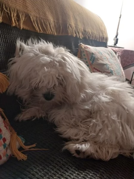 Vendo cucciolo maltese | Foto 1