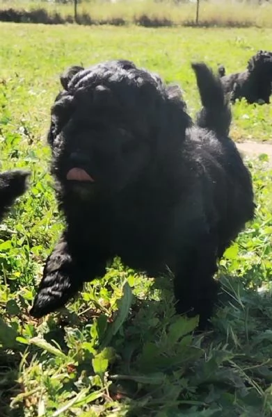 Barboncino Toy  | Foto 2