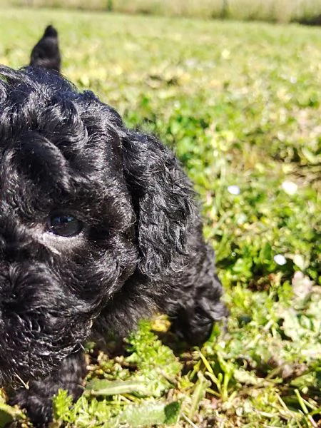 Barboncino Toy  | Foto 1