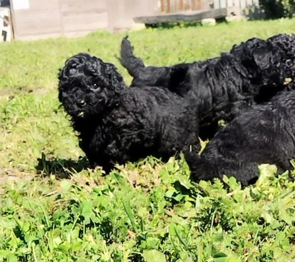 Barboncino Toy  | Foto 0