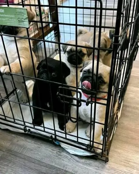 Cuccioli di carlino addestrati a casa disponibili