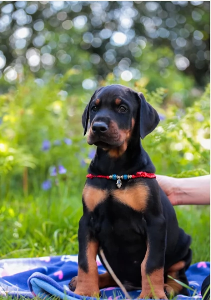 Fantastici Dobermann in adozione