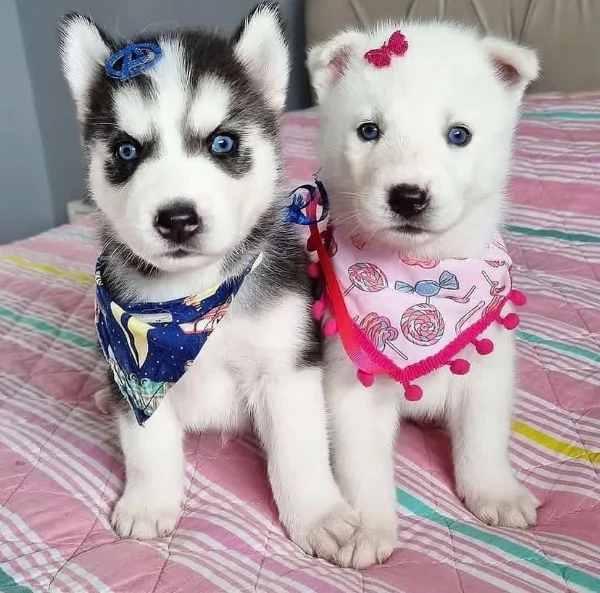 Cuccioli Siberian Husky con Pedigree e occhi azzur