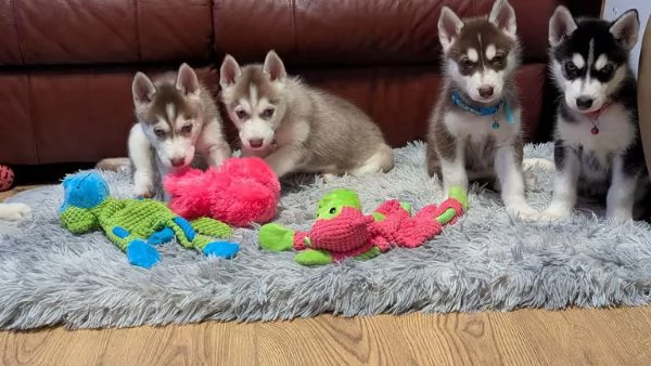 Cuccioli husky