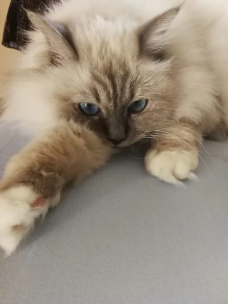 vendita sacrio di birmania