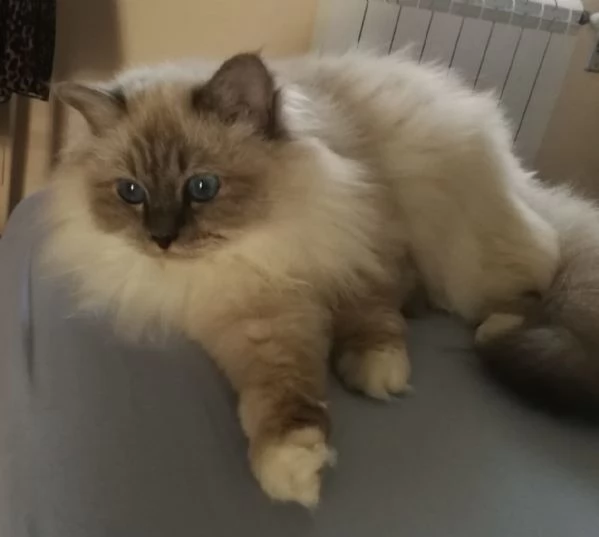 vendita sacrio di birmania | Foto 1