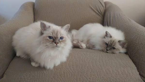 vendita sacrio di birmania | Foto 0