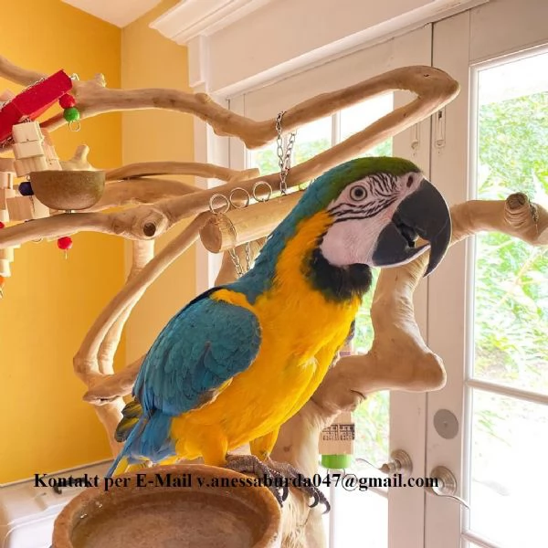 Ara blu e oro addomesticati pronti