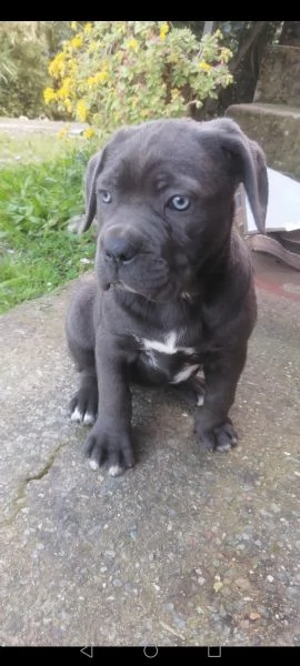 Vendita cucciolo cane corso 