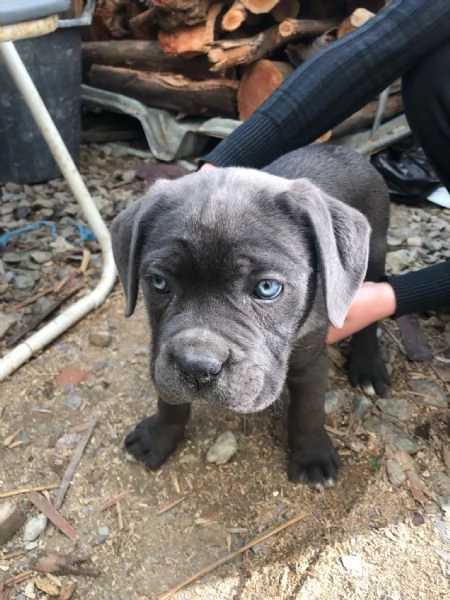 Vendita cucciolo cane corso  | Foto 1