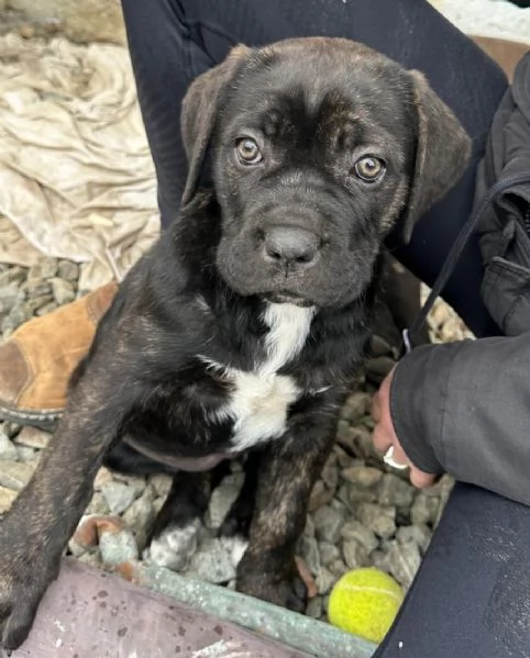 Vendita cucciolo cane corso  | Foto 0
