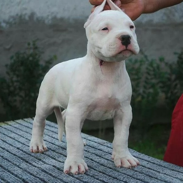 Cuccioli di Dogo Argentino maschi e femmine