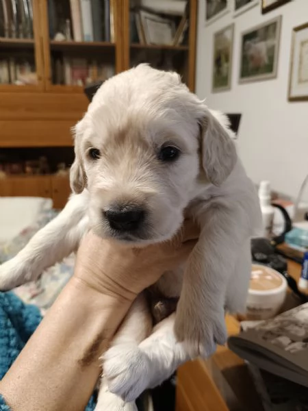 cuccioli Golden Retriever
