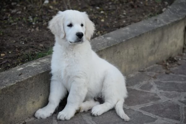 cuccioli Golden Retriever | Foto 0