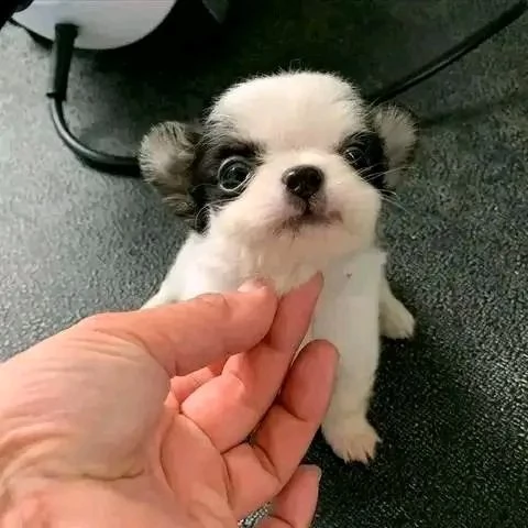 Cuccioli di Chihuahua | Foto 0