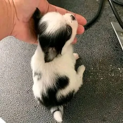 Cuccioli di Chihuahua