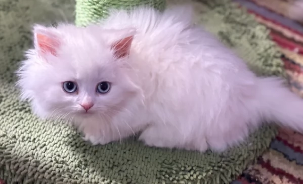 Adozione di Stupendi gatti Munchkin | Foto 0