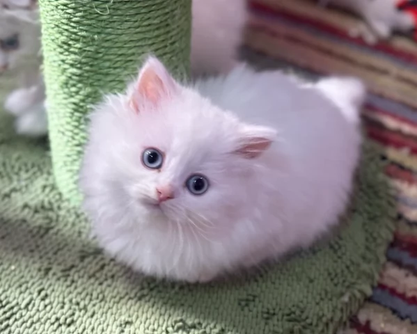 Adozione di Stupendi gatti Munchkin