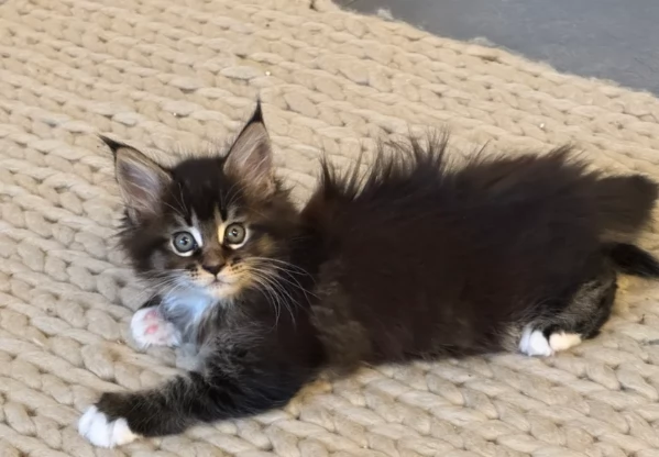 Gattino di Maine coon per adozione