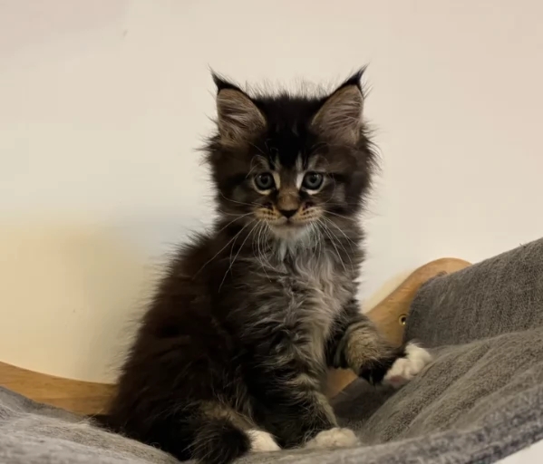 Gattino di Maine coon per adozione | Foto 0