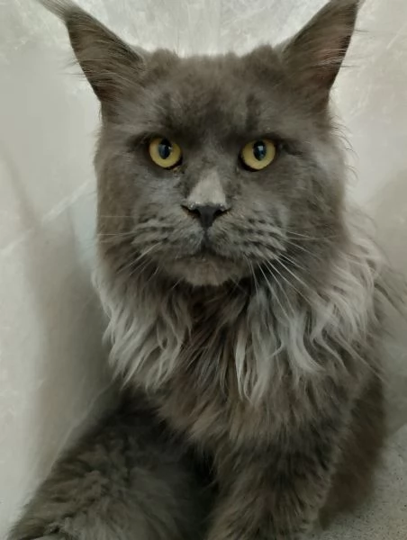 Maine coon con PEDIGREE 2 anni.