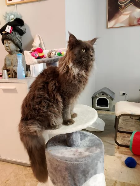 Maine coon con PEDIGREE 2 anni. | Foto 4
