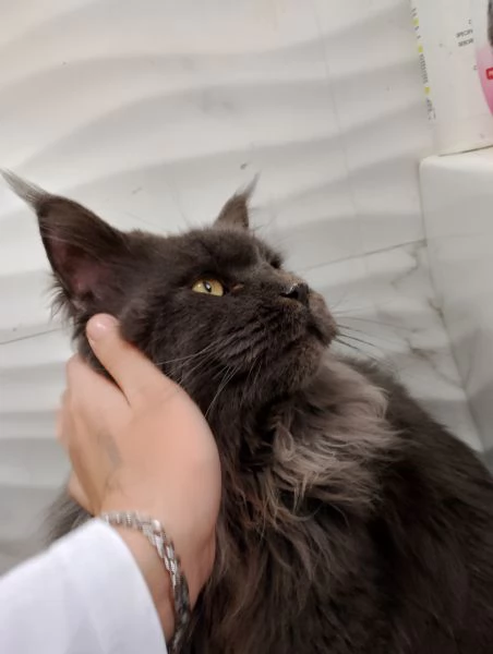 Maine coon con PEDIGREE 2 anni. | Foto 3