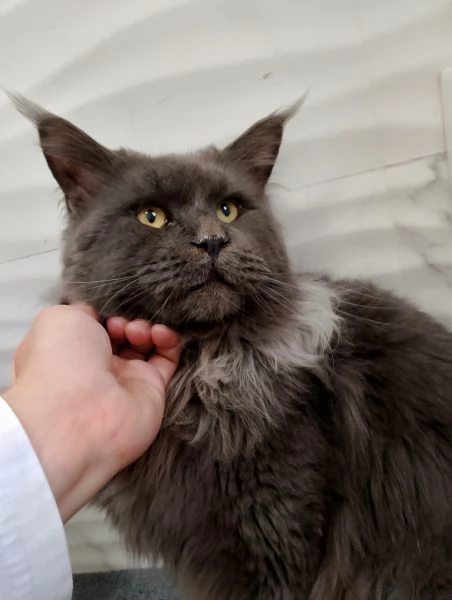 Maine coon con PEDIGREE 2 anni. | Foto 1