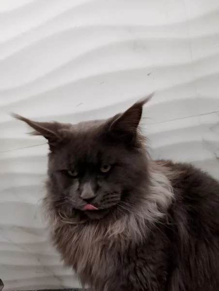 Maine coon con PEDIGREE 2 anni. | Foto 0