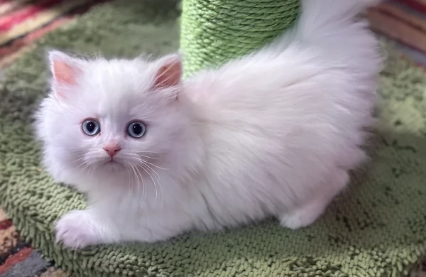 Puri Munchkin gattini in adozione