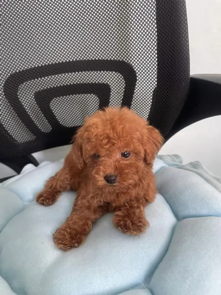 Cuccioli di barboncino | Foto 0