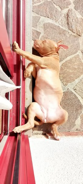 Pitbull  | Foto 2