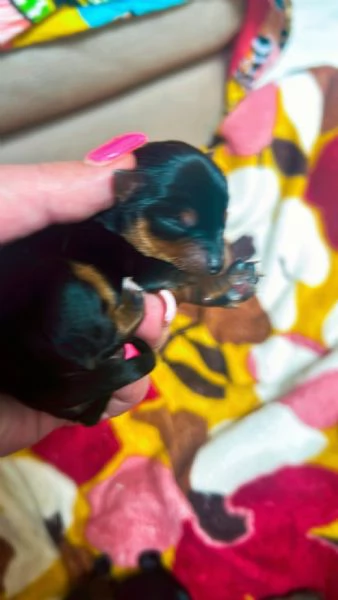 Vendesi bellissimi cuccioli Yorkshire Terrier  | Foto 3