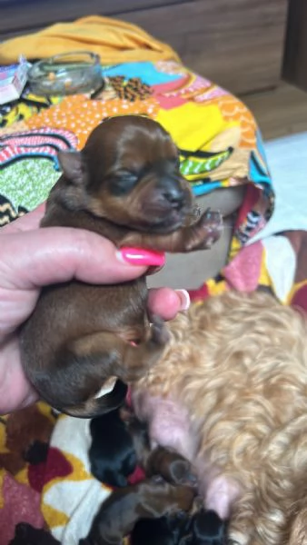 Vendesi bellissimi cuccioli Yorkshire Terrier  | Foto 2