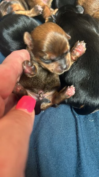 Vendesi bellissimi cuccioli Yorkshire Terrier  | Foto 1