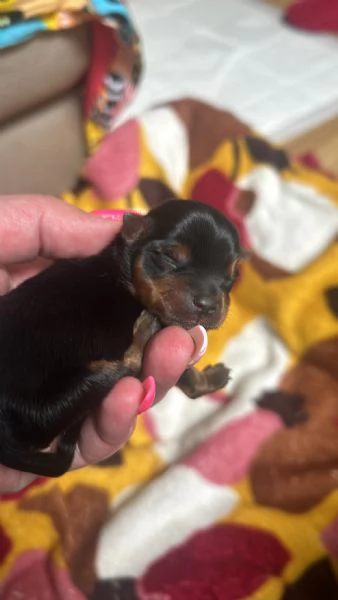 Vendesi bellissimi cuccioli Yorkshire Terrier  | Foto 0